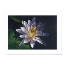 Water Lily posters