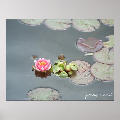 Water Lily Poster print