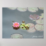 Water Lily Poster