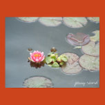 waterlily, water lily, water lilly, pink