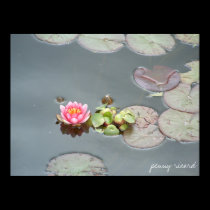 Water Lily Poster posters