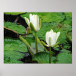 Water Lily Poster