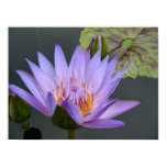 Water Lily Poster