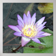 Water Lily Poster