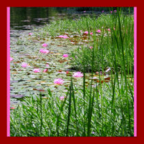Water Lily Poster posters