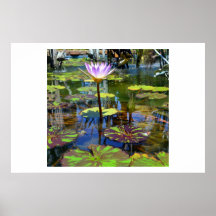 water lily posters