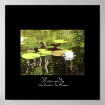Water Lily Posters