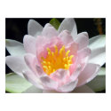Water Lily posters
