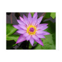 Water lily posters