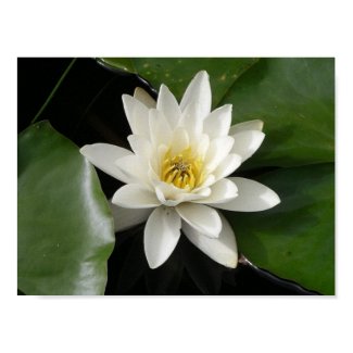 Water Lily Print