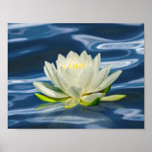 Water Lily Reflected on Blue Water Print