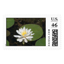 Water Lily Stamp