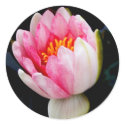 Water Lily sticker