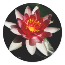 Water Lily stickers by princessklb07 Water Lily stickers