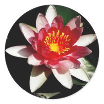 Water Lily stickers by princessklb07 Water Lily stickers