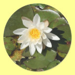 Water Lily Stickers stickers