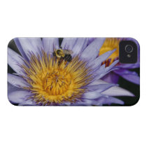 Water Lily With Bumble Bee