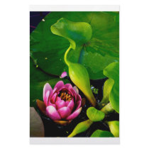 Water lily with refection (1) stationery by JeffreySinnock Water lily with refection (1) stationery