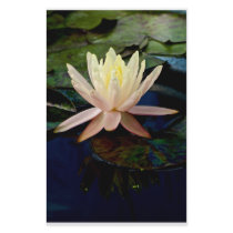 Water lily with refection stationery by JeffreySinnock Water lily with refection stationery