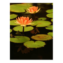 WATER LILYS POSTCARD