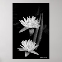 Water Lily's Poster