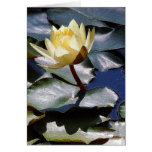 Water Lotus Flower Card