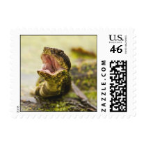 Water Moccasin Display postage