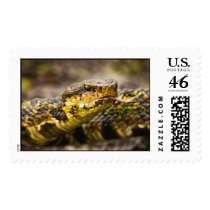 Water Moccasin postage