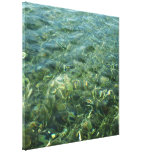 Water over Sea Grass Abstract Canvas Print