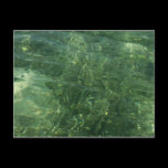 Water over Sea Grass Postcard