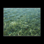 Water over Sea Grass Postcard