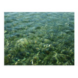 Water over Sea Grass Postcard