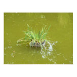Water plant in a pond – is there a prince hiding? posters