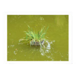 Water plant in a pond – is there a prince hiding? posters