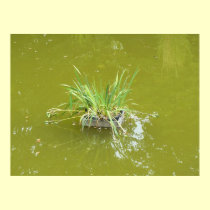 Water plant in a pond – is there a prince hiding? posters