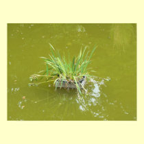 Water plant in a pond - is there a prince hiding? posters