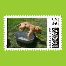 Water puppy postage stamps