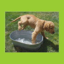 Water puppy postcard postcards