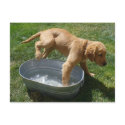Water puppy postcard by shawke123 Water puppy postcard