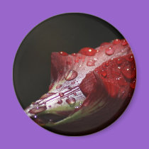 Water red flower magnets by sharonsphotography Water red flower magnets