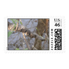 Water Snake Postage stamp