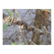 Water Snake posters by naturegirl7 Water Snake posters