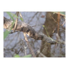 Water Snake print