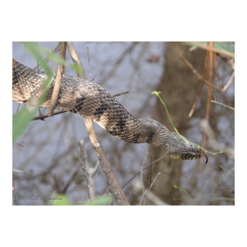 Water Snake print