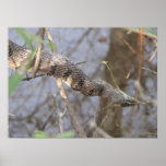 Water Snake posters