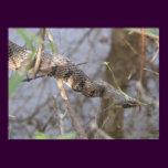 Water Snake posters