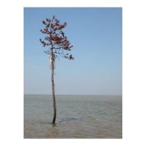 Water Tree posters by freespeed Water Tree posters