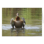 Water Walking Mallard Card