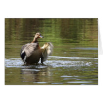 Water Walking Mallard cards