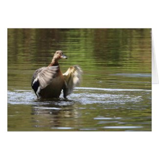 Water Walking Mallard card